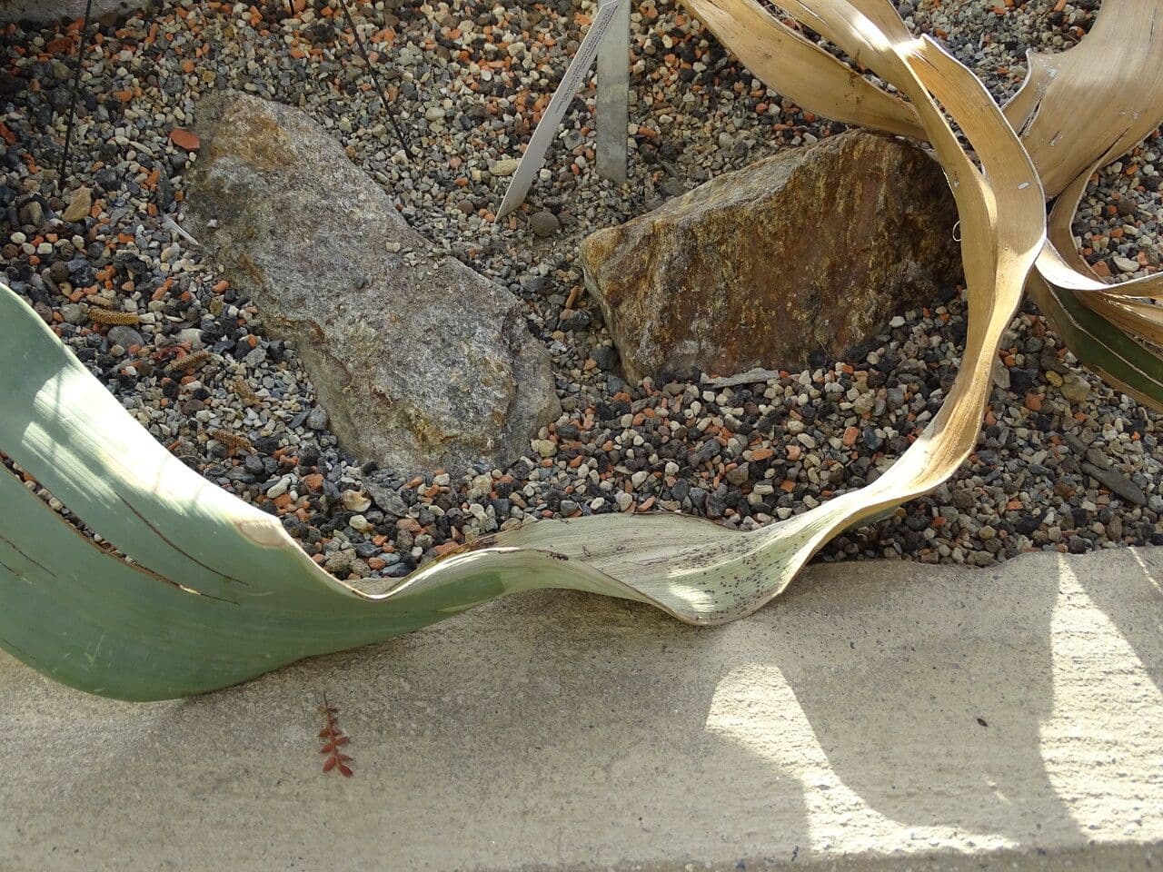 Welwitschia 17