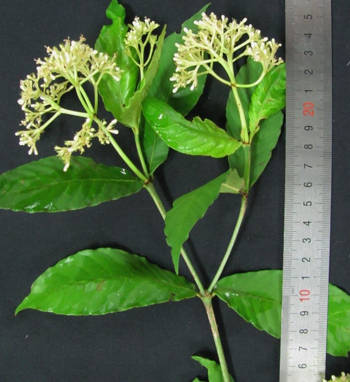 Psychotria 18