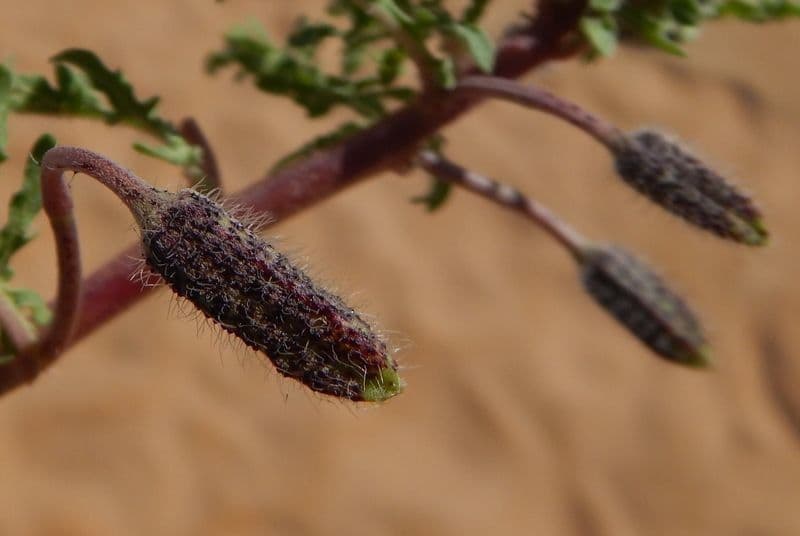 Enagra californiana 3