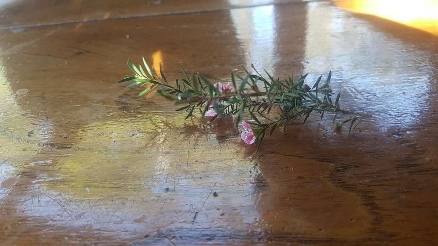 Manuka 29