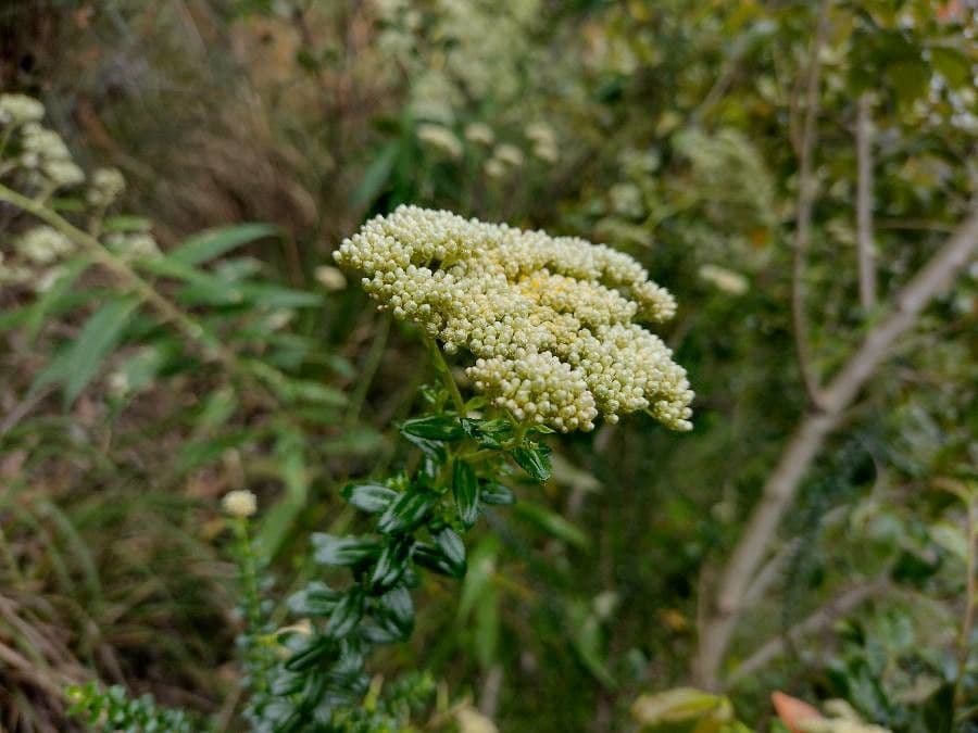 Cassinia denticolata 2