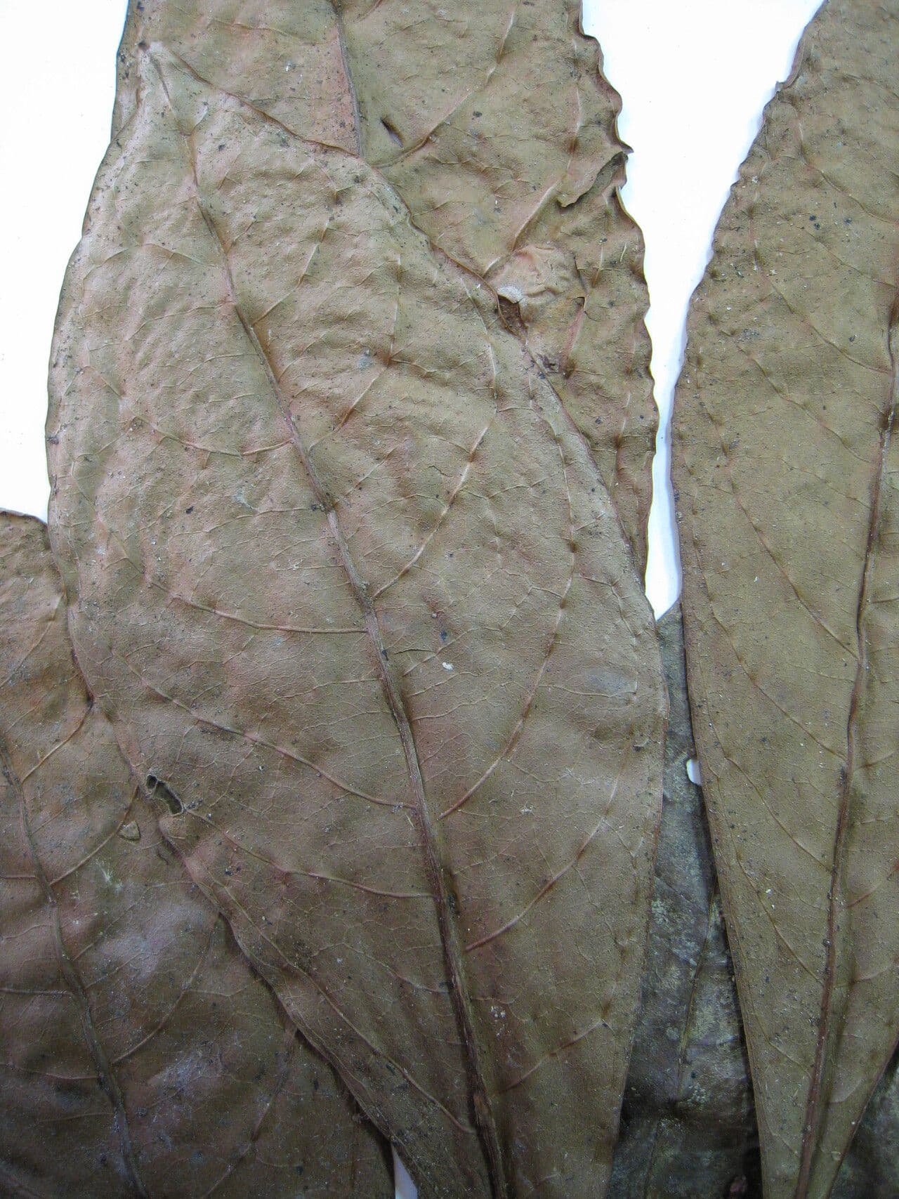 Cybianthus