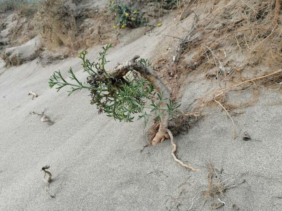 Echinophora spinosa 20