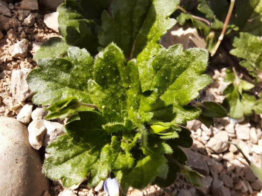 Veronica lucida 16