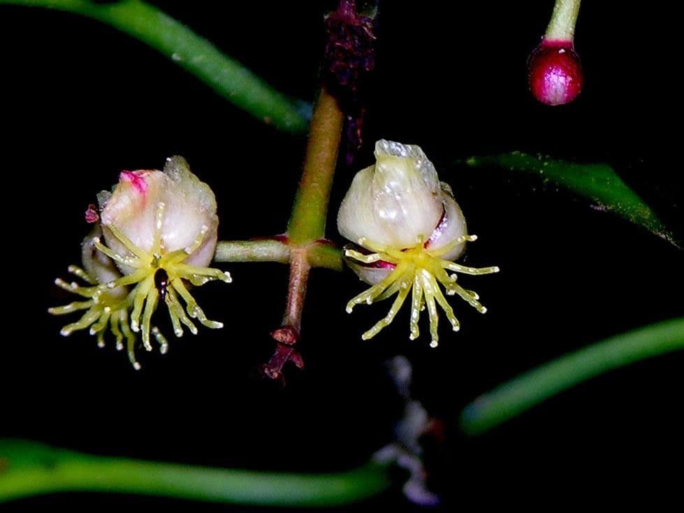 Chrysochlamys 3