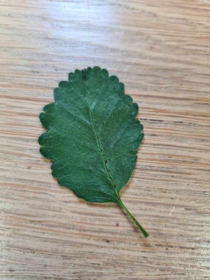 Nothofagus 4