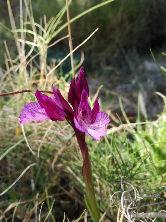 Orchis papillon 6