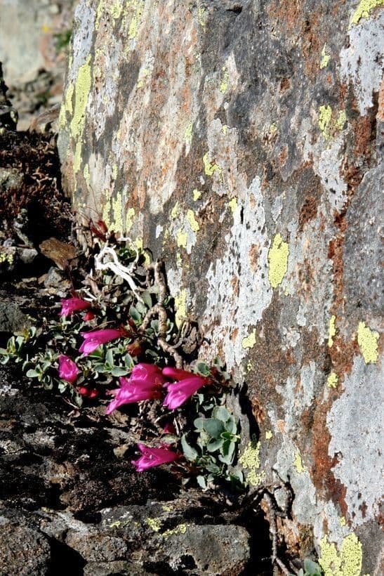 Penstemon rupicolo 8