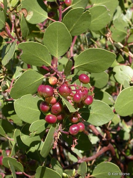 Arbutus patula 3