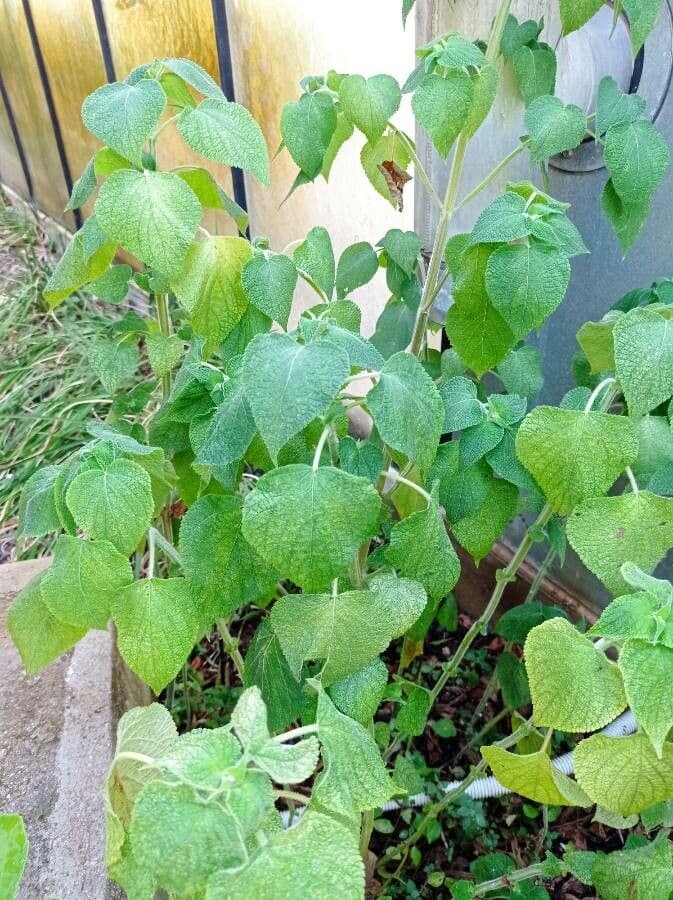 Salvia 2