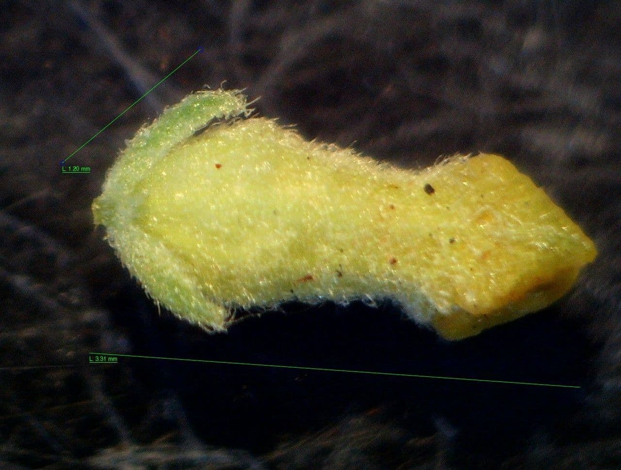 Thymelaea