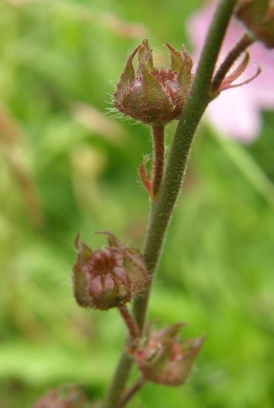 Sidalcea novomexická