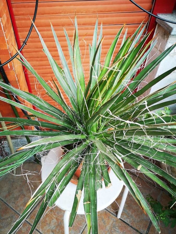 Agave filifera 14
