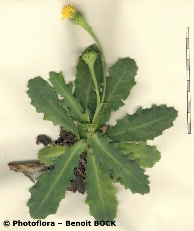 Reichardia 22
