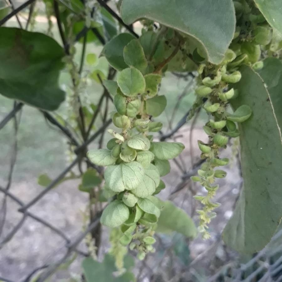 Cissampelos pareira 7