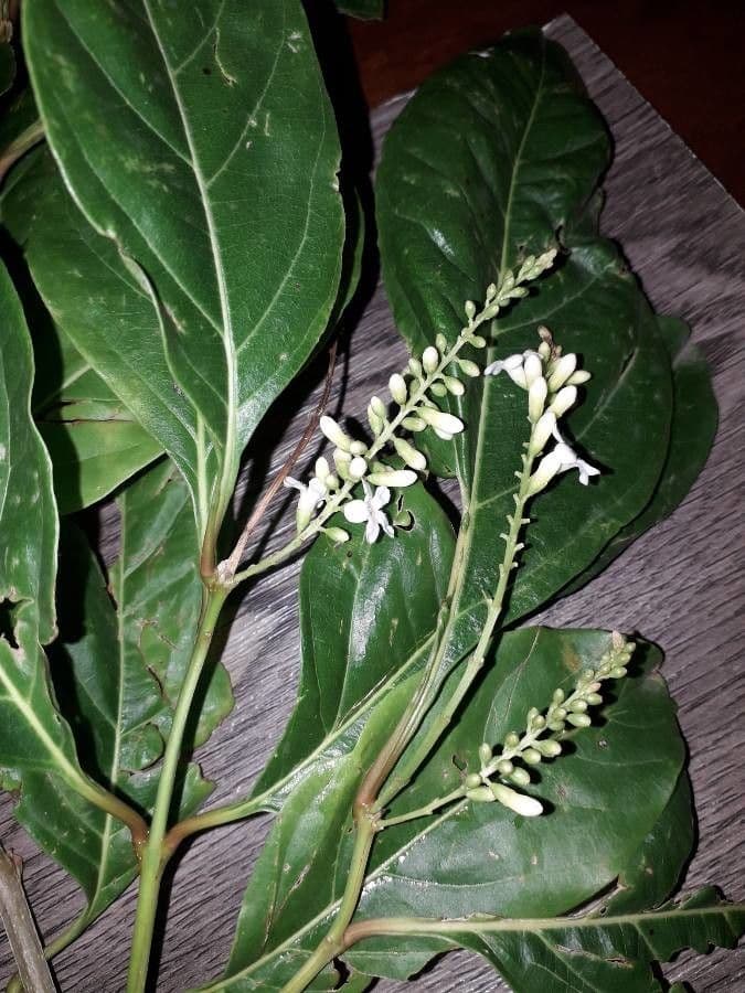 Citharexylum 20