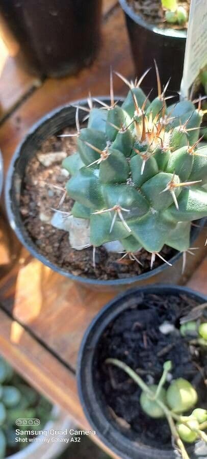 Mammillaria