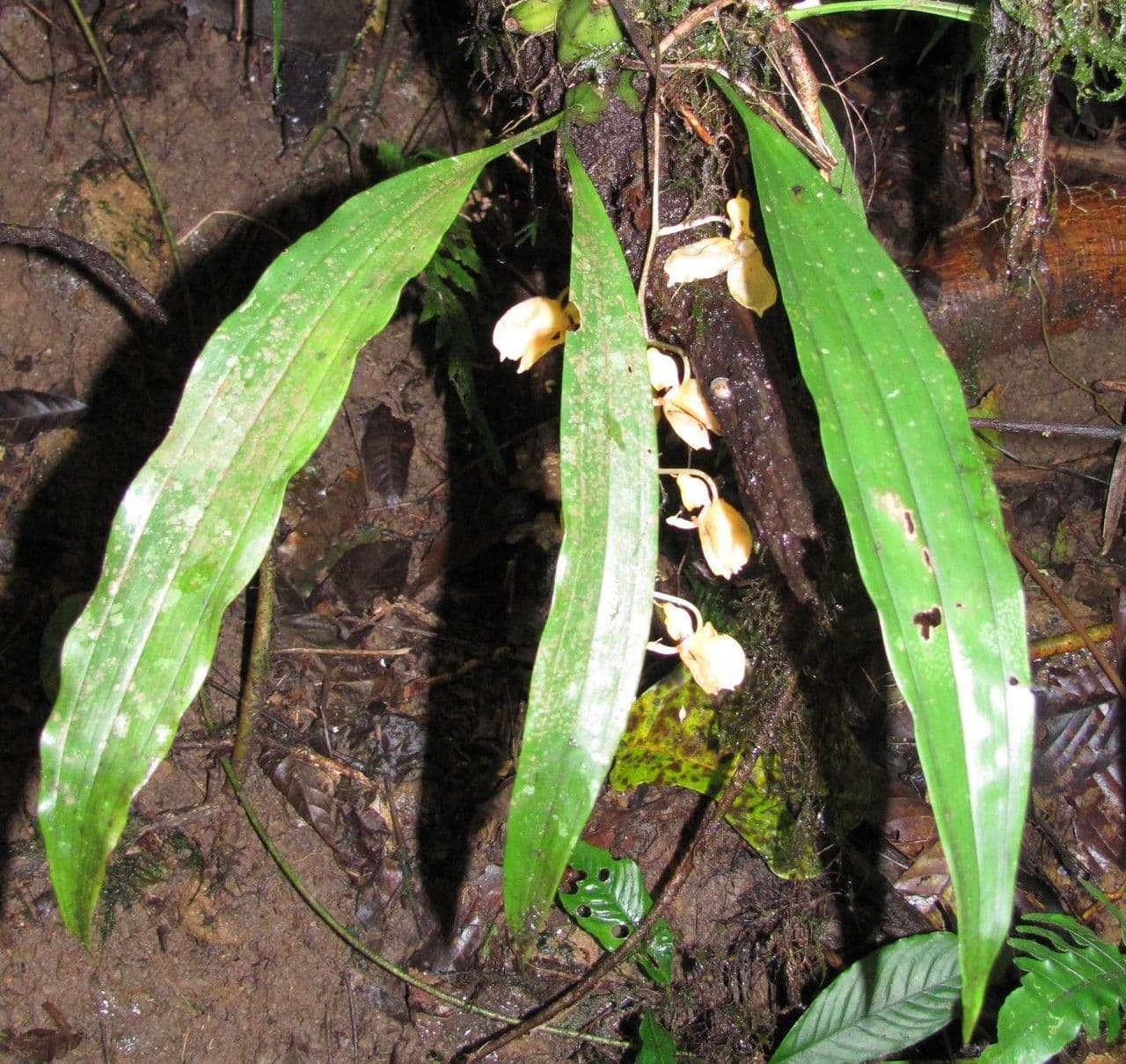 Gongora 7