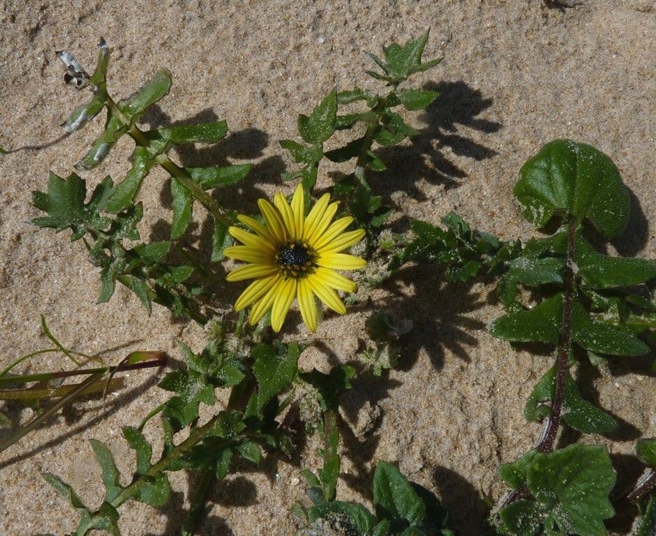 Kapringelblume 13