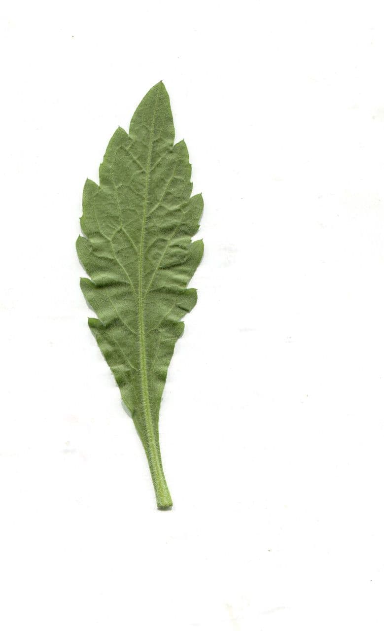 Weißliches Berufkraut 30