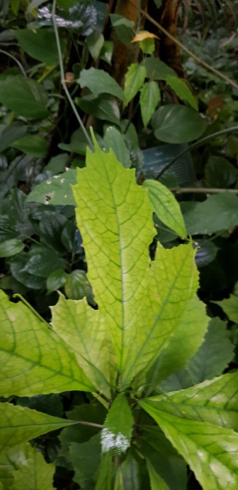 Dorstenia 6