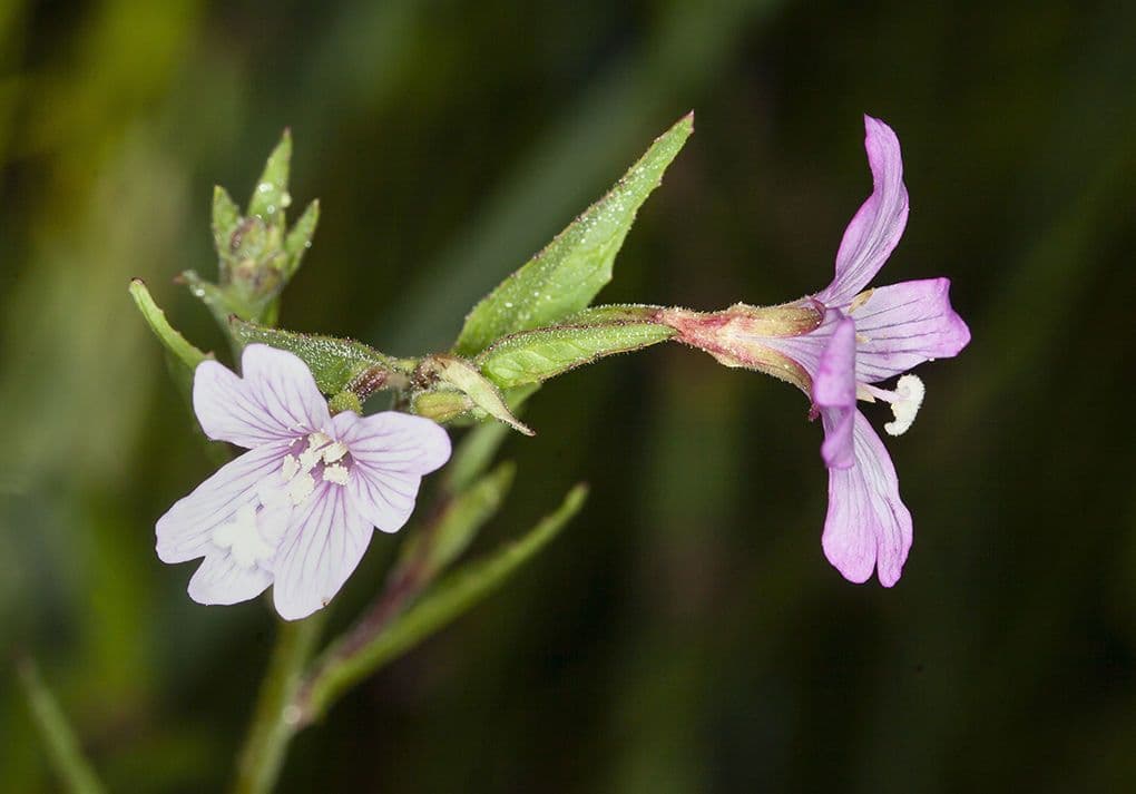 Epilobio dell'Oregon 7