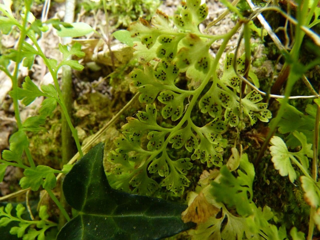 Anogramma leptophylla 4