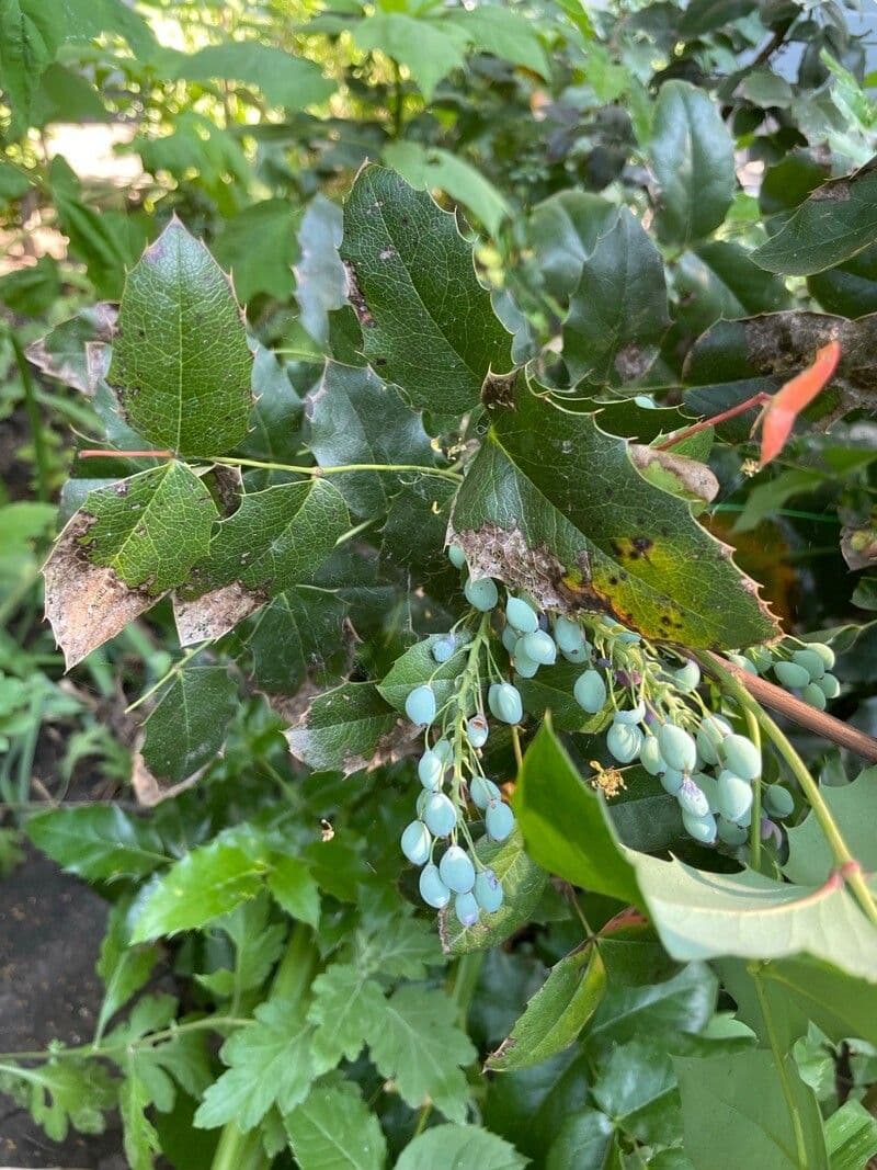 Berberis de Darwin 2