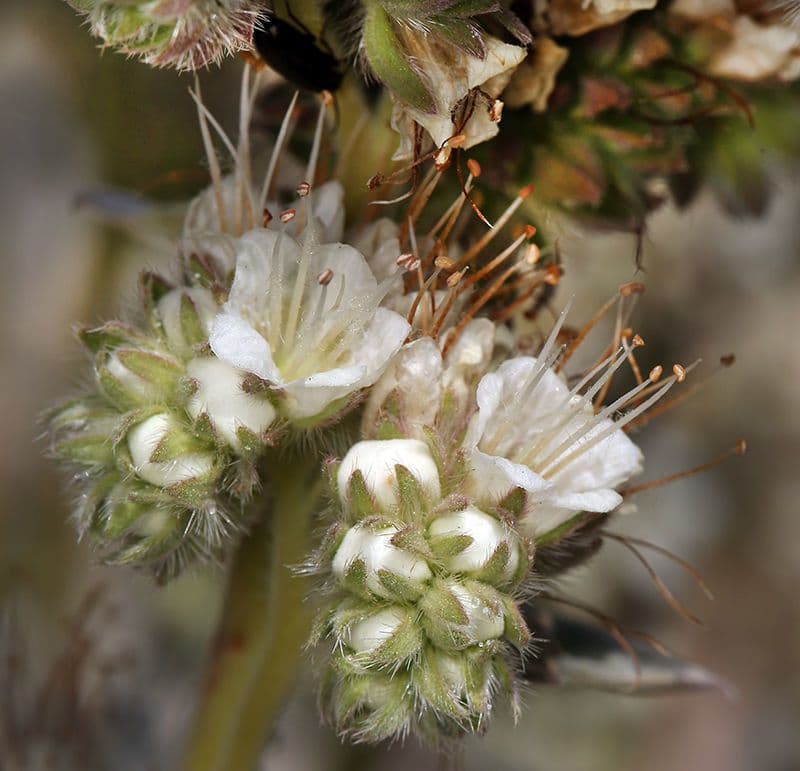 Phacelia cicutaria 3