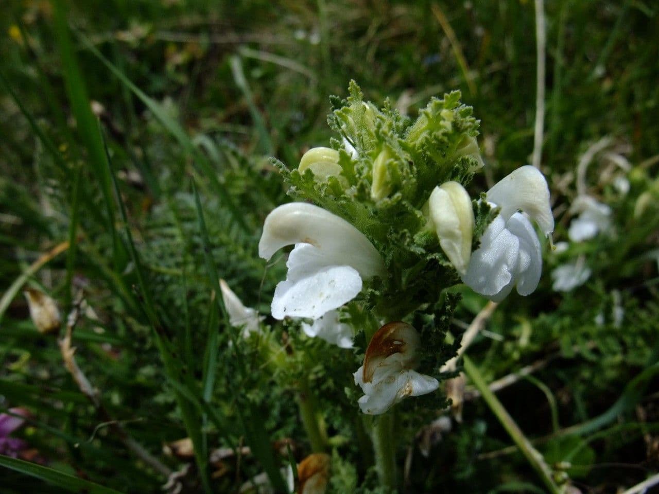 Pedicularis tuberosa 13