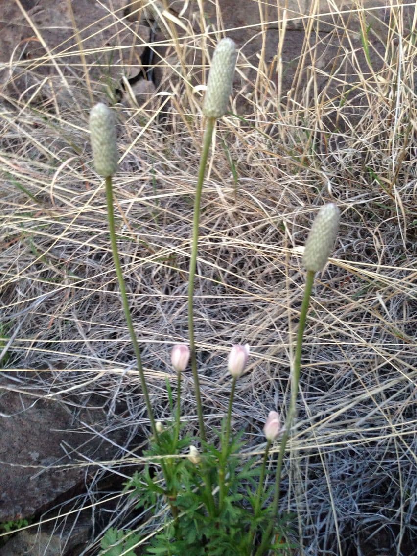Anemone tuberosa 10