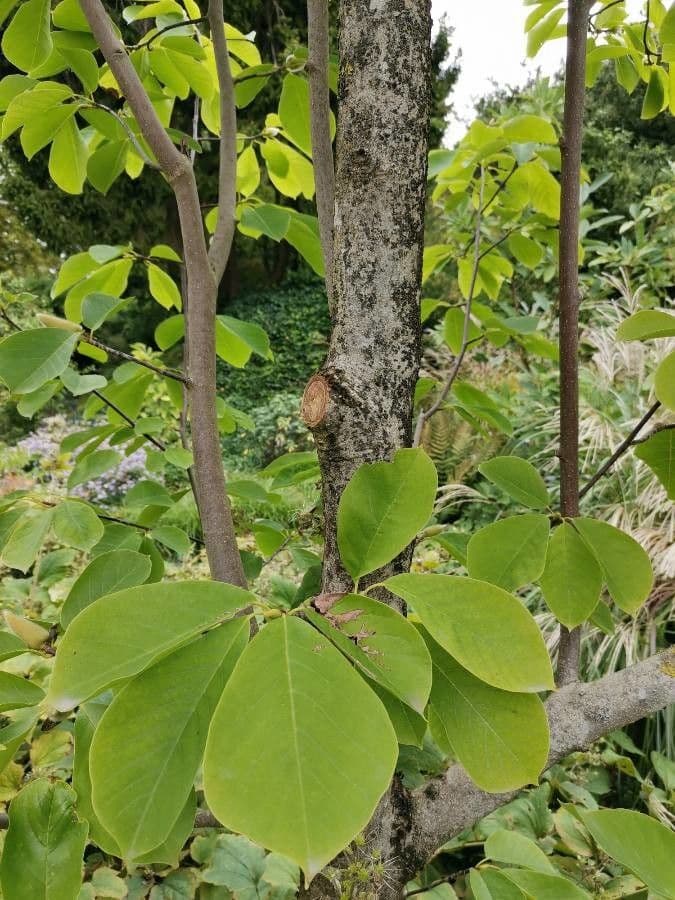Magnolia 12