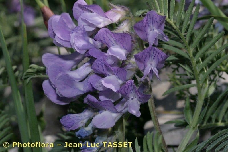 Vesce 8