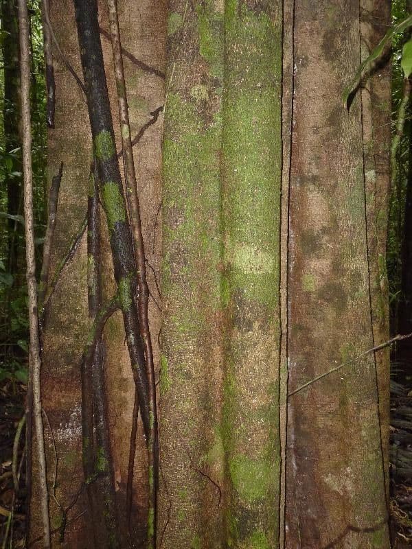 Aspidosperma 4