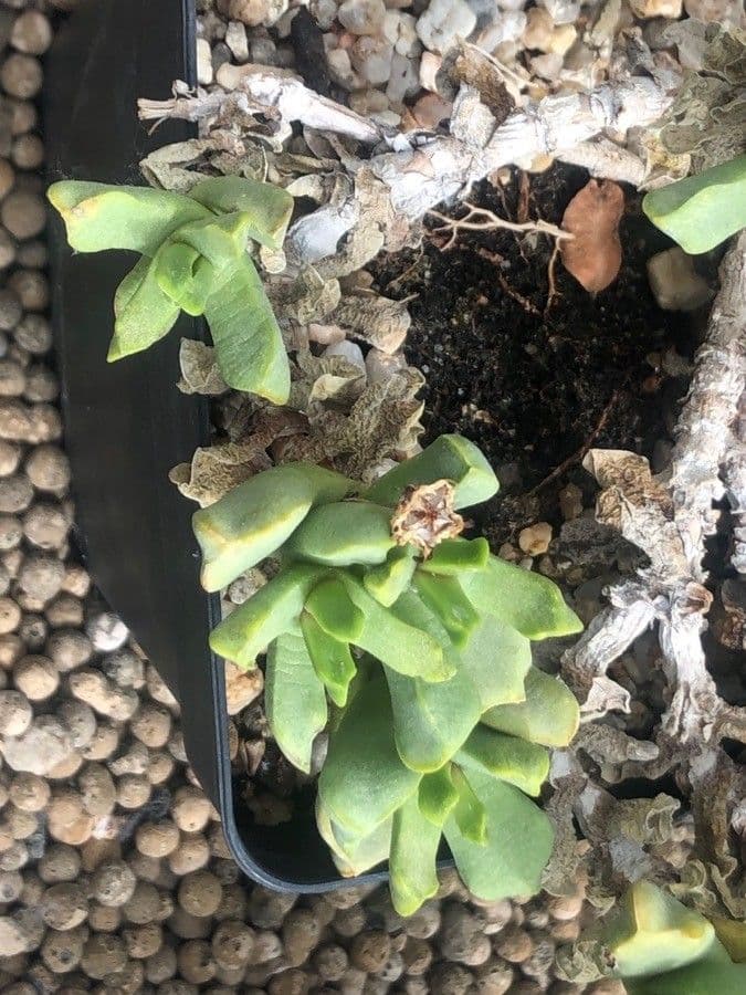 Dickblättrige Cerochlamys