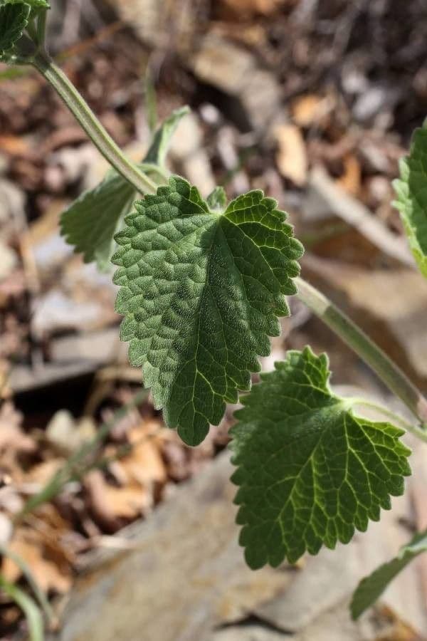 Scutellaria 11