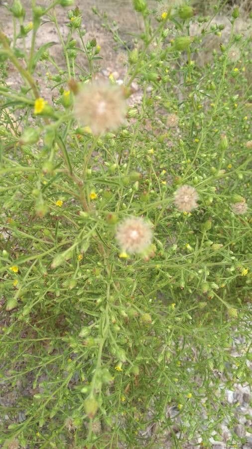Inula fetida 6