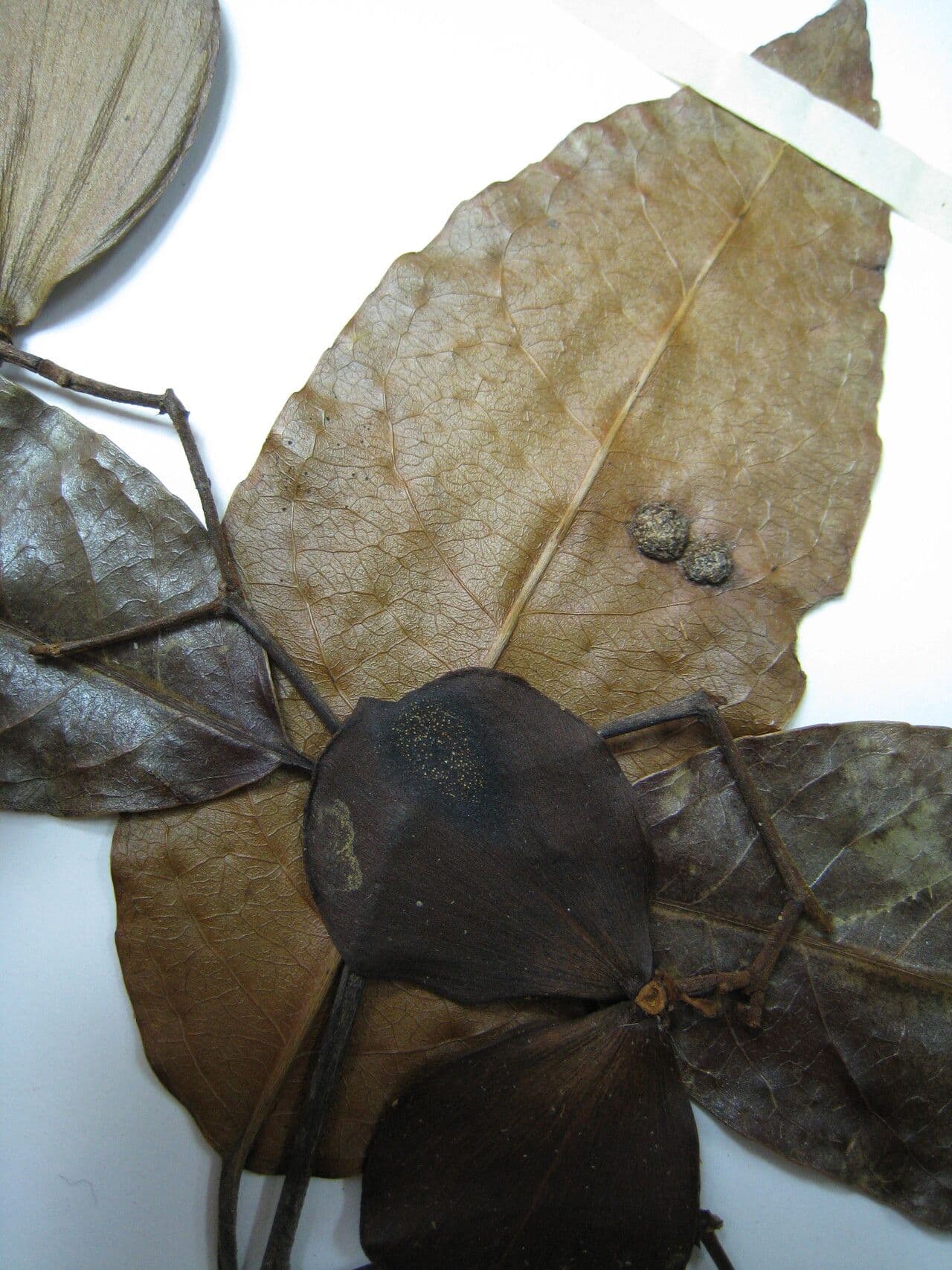 Hippocratea 27