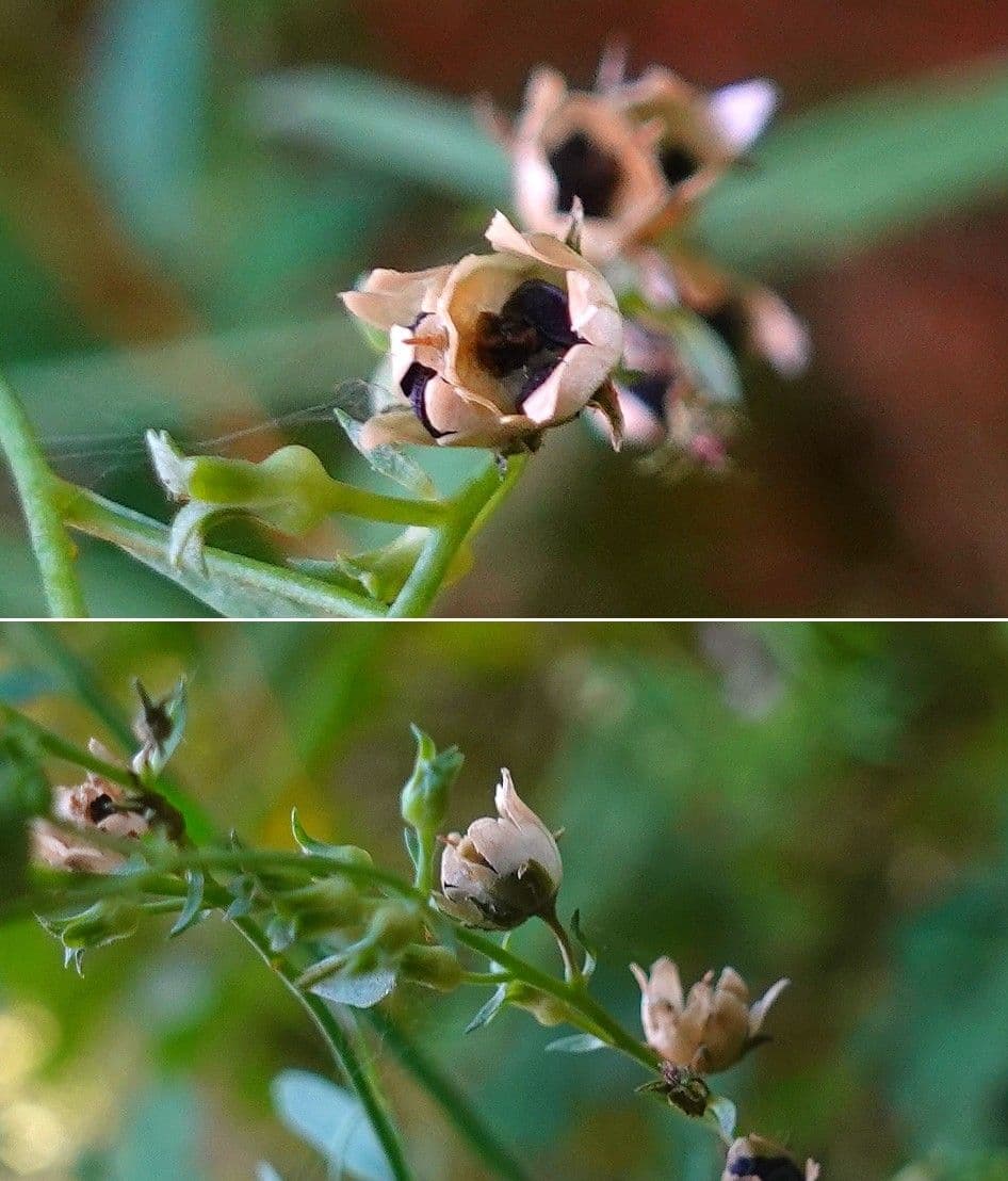 Linaria strisciante 3