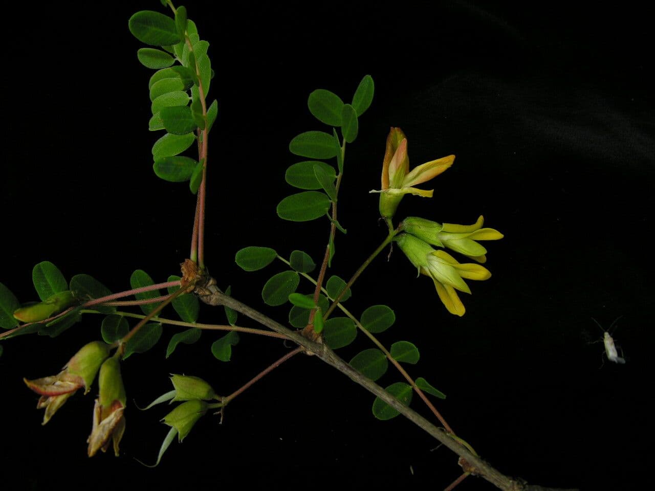 Karyagana 8