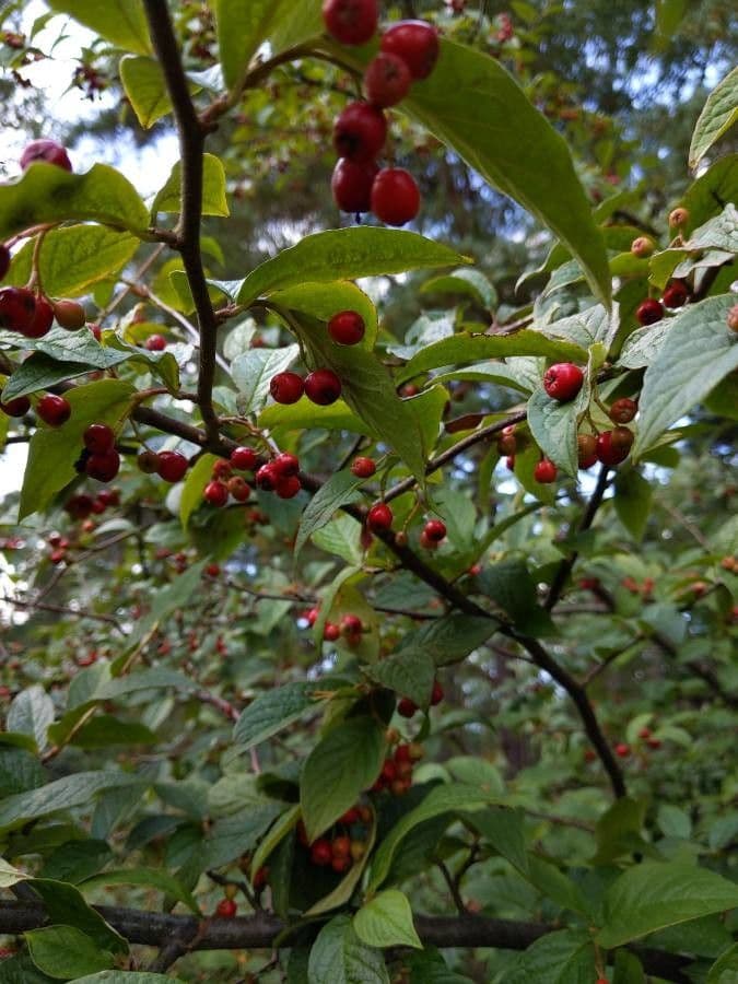 Cotonéaster 27