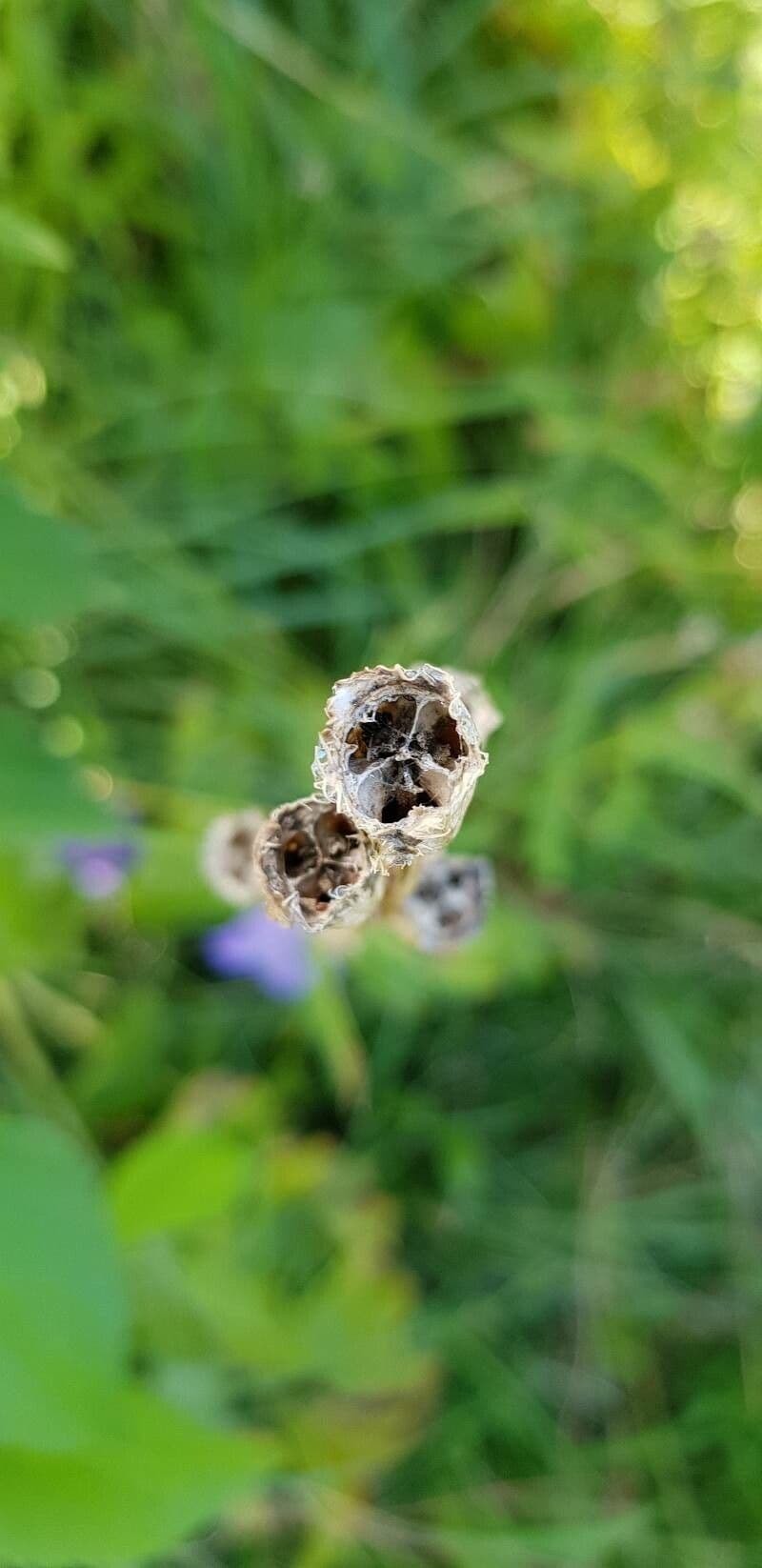 Campanilla 4