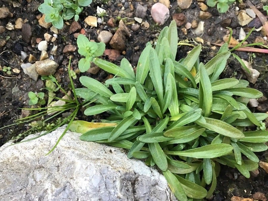 Centaurium 5