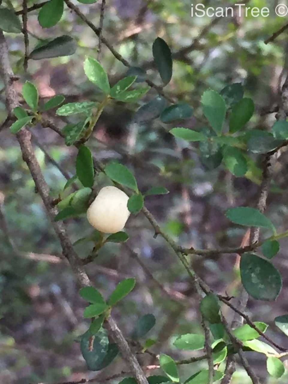 Myrsina africká 2