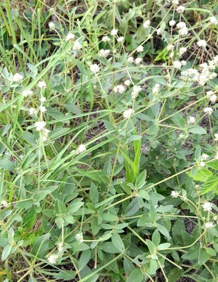 Yellow joyweed 9