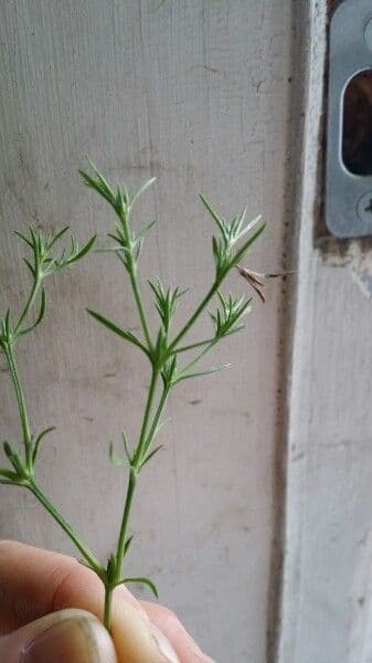 Polypremum procumbens 14
