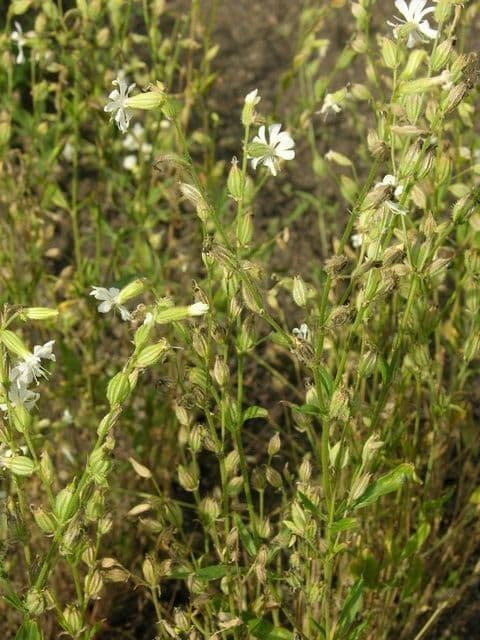 Silene dicotoma 10