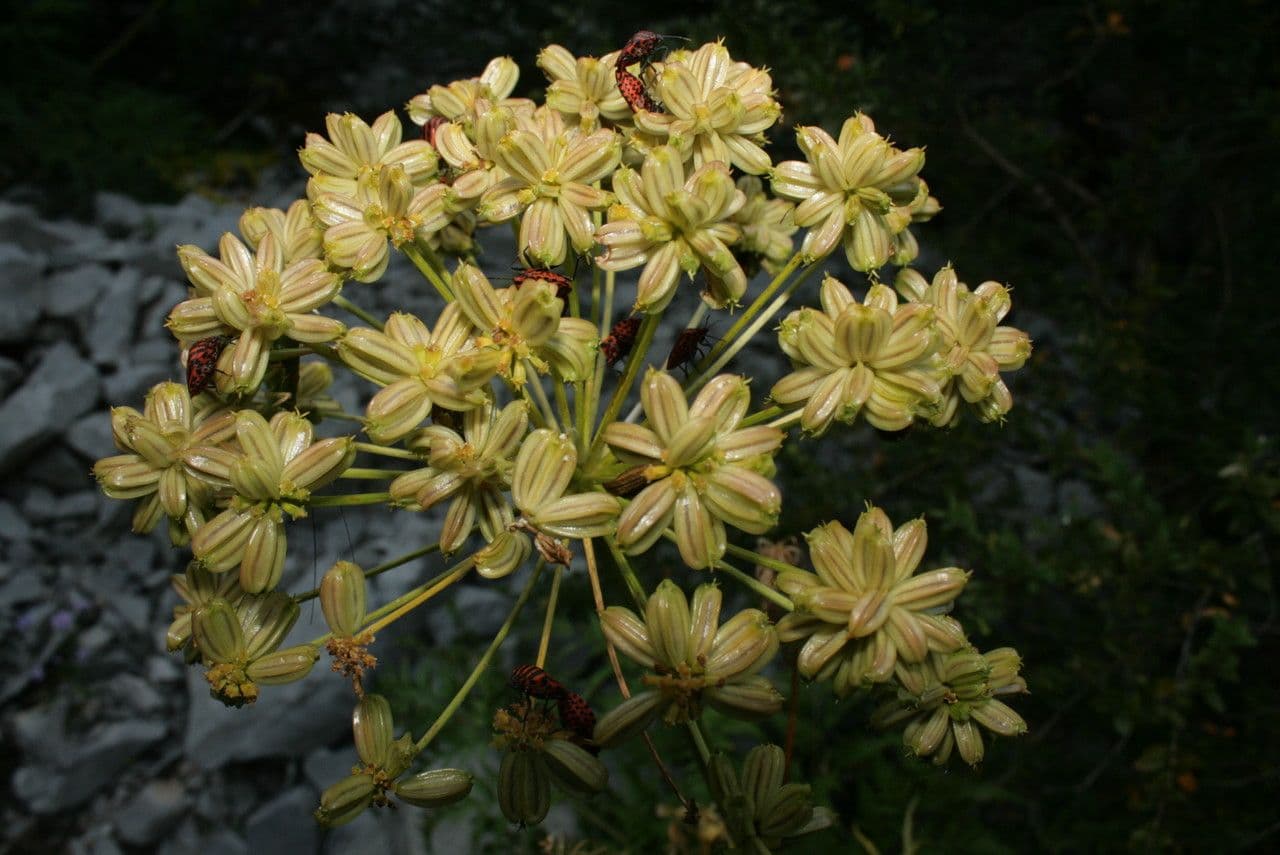 Molopospermum 5