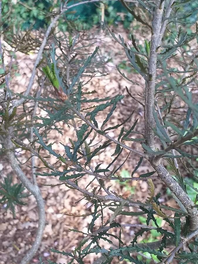 Pittosporum 2