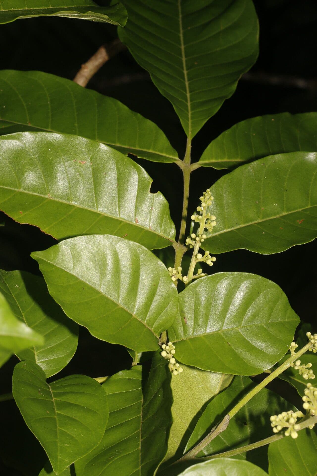 Trichilia martiana 10